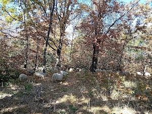 caut om la animale , cioban 