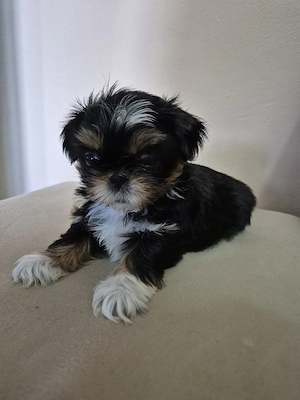 Catelusa Shih Tzu