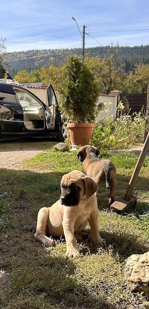 Vand Pui CaneCorso 8 saptamani cu carnet de sanatate Fawn si negrii - imagine 2