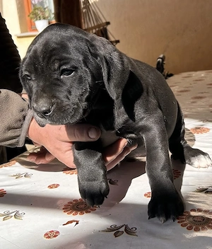 Vand Pui CaneCorso 8 saptamani cu carnet de sanatate Fawn si negrii - imagine 4