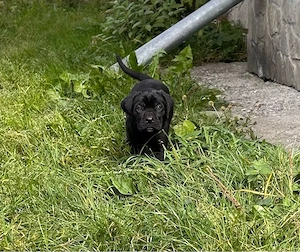 Vand Pui CaneCorso 8 saptamani cu carnet de sanatate Fawn si negrii