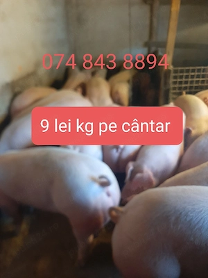 vând porci de carne.pe cantar  - imagine 2