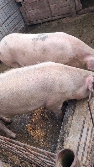 porci de vanzare 