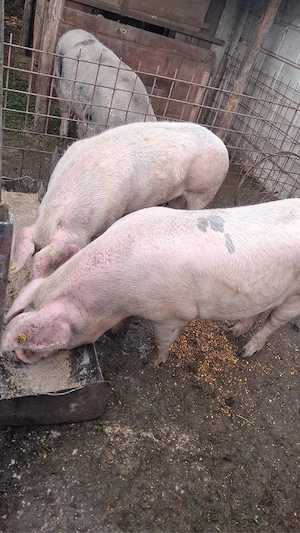 porci de vanzare  - imagine 2