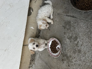 Vând căței bichon 