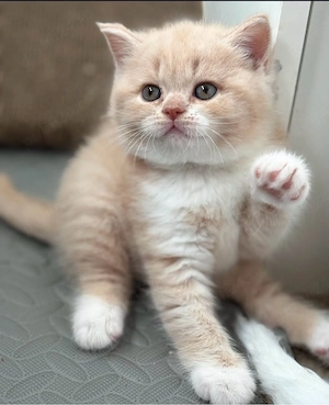 British Shorthair 