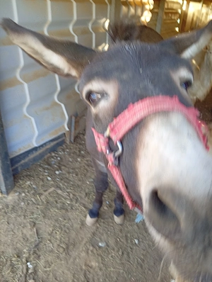 magar in cautare de alta casa