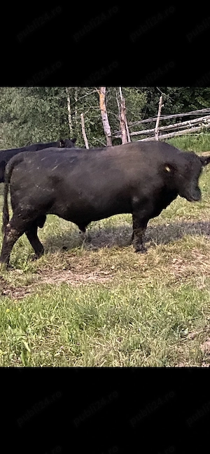 Taur Black Angus - imagine 3