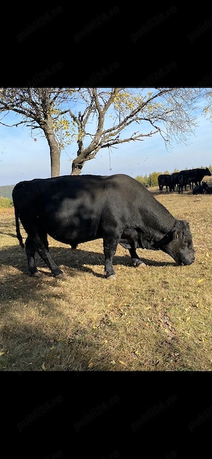 Taur Black Angus