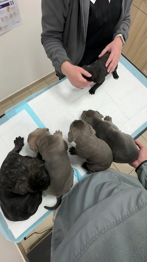 Vând Puii Cane Corso  - imagine 5