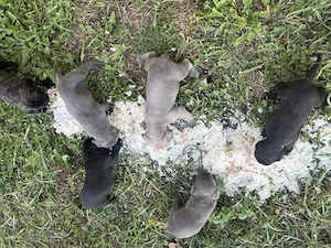 Vând Puii Cane Corso 