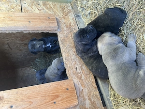 Vând Puii Cane Corso  - imagine 3