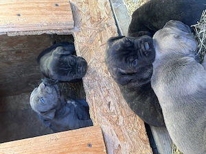 Vând Puii Cane Corso  - imagine 4