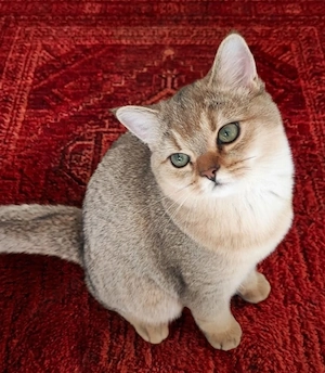 British shorthair 