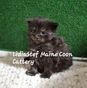 Maine Coon pisicuti cu Pedigree WCF-Magnificats-Felisa Timisoara