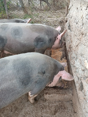 Vând porci de carne 