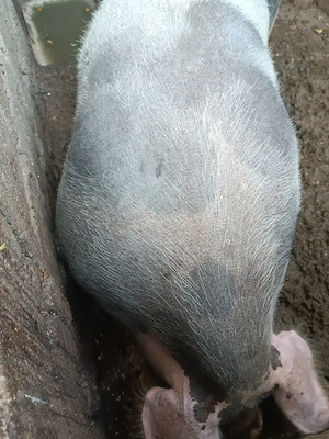 Vând porci de carne  - imagine 2