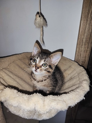 Pisicuta pentru adoptie
