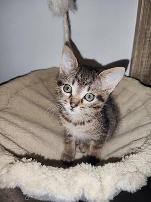Pisicuta pentru adoptie - imagine 2