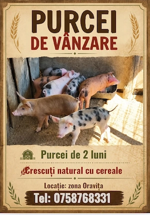 Porci de taiat si purcei - imagine 2