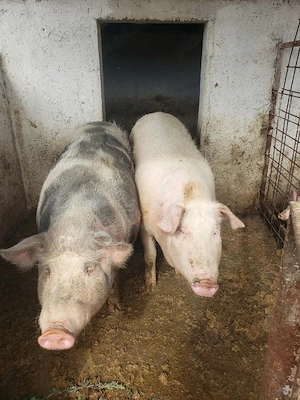  porci de vanzRe 