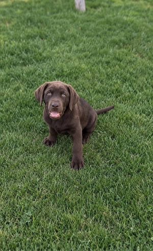 Catelus labrador ciocolatiu 