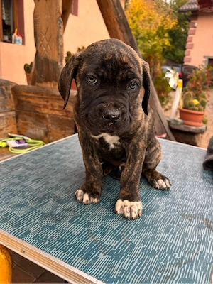 Cațel Cane Corso 