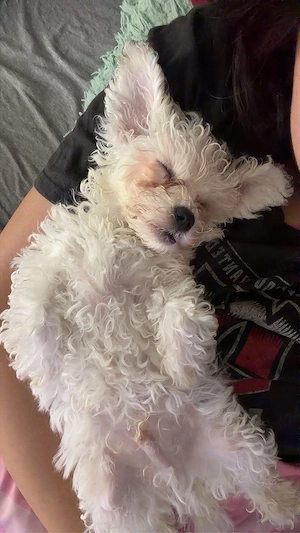 bichon bologneze mini  - imagine 3