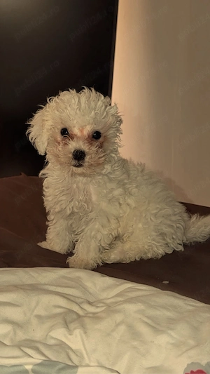 bichon bologneze mini  - imagine 2
