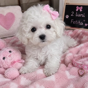 Bichon cauta casuta 