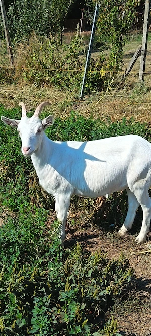 Vând o ieduta sannen 