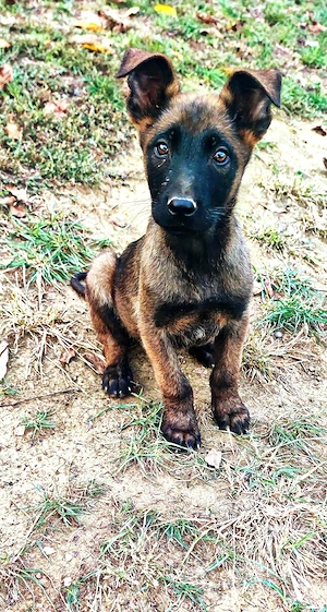 Pui Ciobănesc Belgian "Malinois" 13 săptămâni disponibili