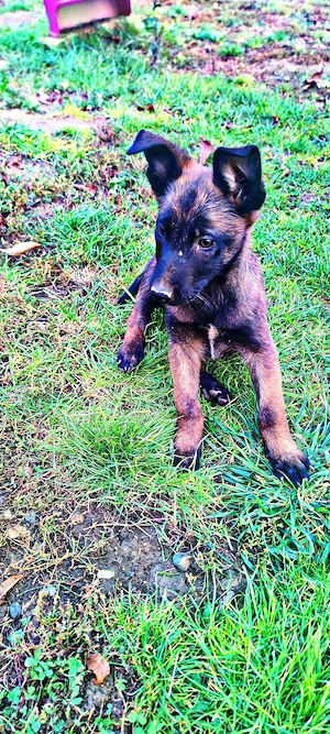 Pui Ciobănesc Belgian "Malinois" 13 săptămâni disponibili - imagine 5