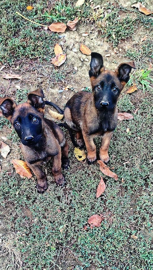 Pui Ciobănesc Belgian "Malinois" 13 săptămâni disponibili - imagine 4