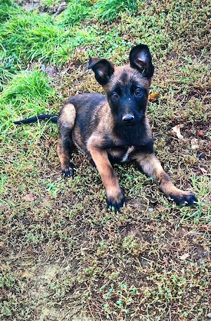 Pui Ciobănesc Belgian "Malinois" 13 săptămâni disponibili - imagine 2