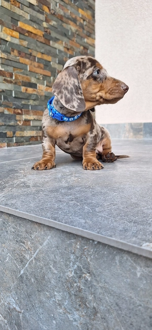 Căței dachshund smooth hair(teckel). - imagine 5