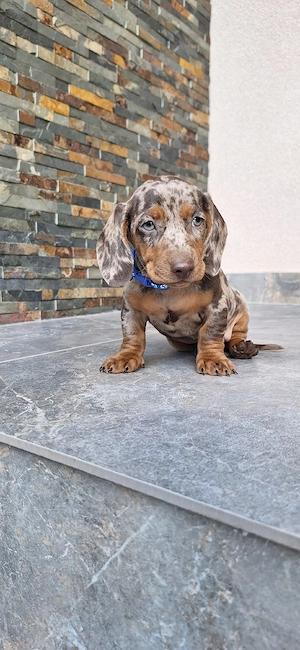 Căței dachshund smooth hair(teckel).