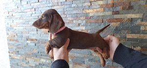 Căței dachshund smooth hair(teckel). - imagine 2