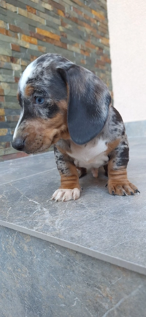 Căței dachshund smooth hair(teckel). - imagine 4