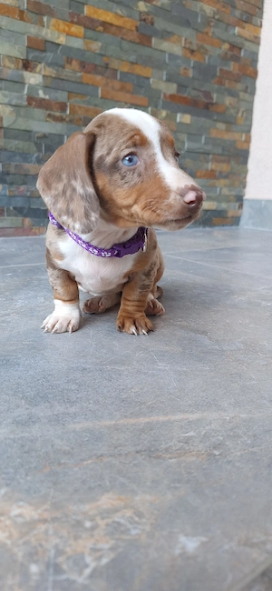 Căței dachshund smooth hair(teckel). - imagine 3