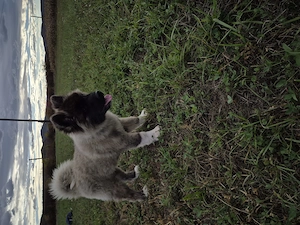 Akita American  cu pedigree  - imagine 3