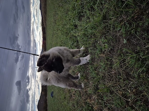 Akita American  cu pedigree  - imagine 2
