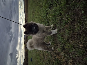 Akita American  cu pedigree 