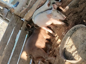 Purcei de vanzare