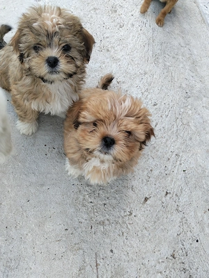 Bichon havanez băieți 