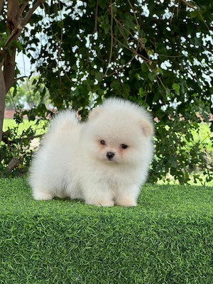 Căței rasa Pomeranian 