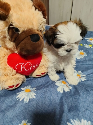Catelusa Shihtu