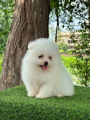 Căței rasa Pomeranian  - imagine 3
