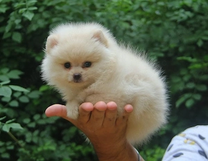 Căței rasa Pomeranian  - imagine 2