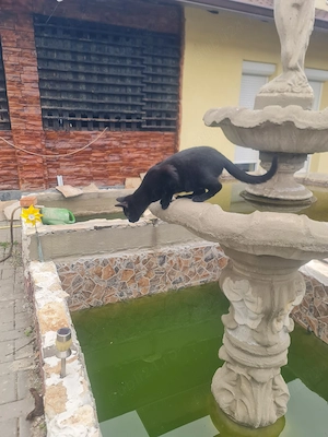 Ofer spre adoptie pisicuță  - imagine 3